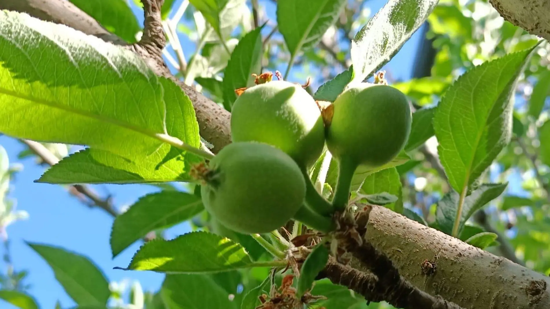 cultivos de Canatlán 